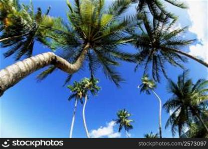 Low angle view of tall palm trees, Trinidad