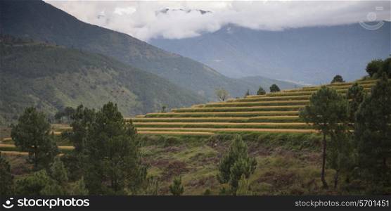 Low angle view of terraced rice fields with mountains, Punakha Valley, Punakha District, Bhutan