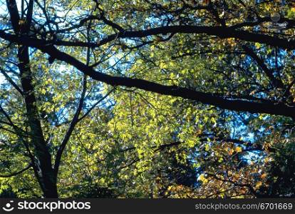 Low angle view of the branches of a tree