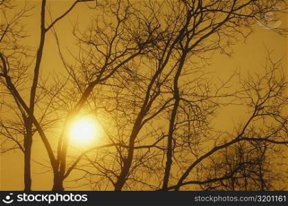 Low angle view of the sun shining behind bare trees, China