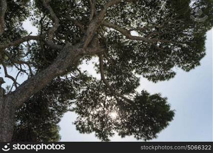 Low angle view of tree against sky, Campania, Italy