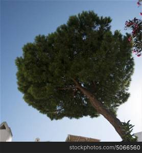 Low angle view of tree against sky, Capri, Campania, Italy