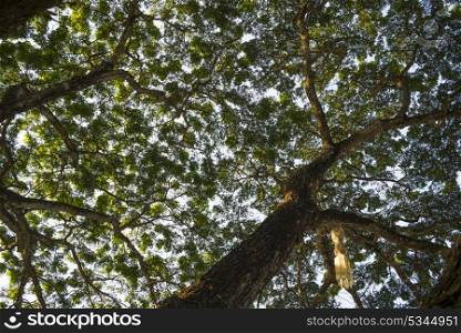 Low angle view of tree canopy, Chiang Rai, Thailand