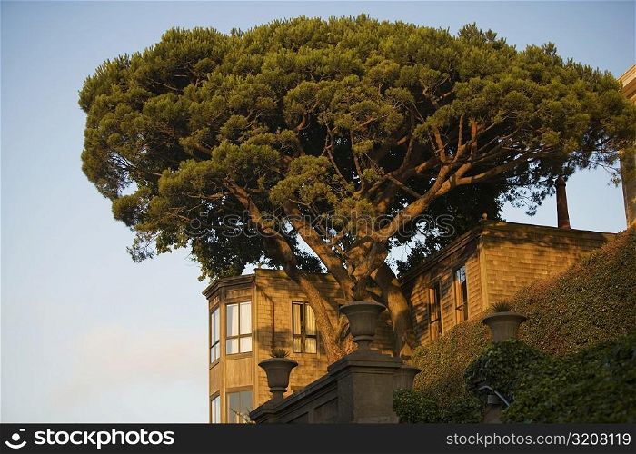 Low angle view of tree, San Francisco, California, USA