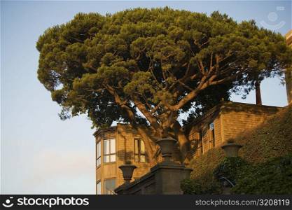 Low angle view of tree, San Francisco, California, USA
