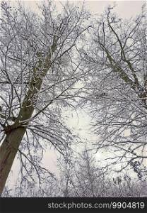 Low angle view of tree tops covered with snow during winter season.