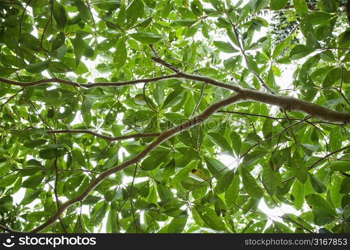 Low angle view of tree with backlit leaves in Daintree Rainforest, Australia.
