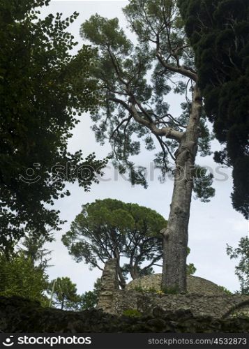 Low angle view of trees at Villa Rufolo, Ravello, Amalfi Coast, Salerno, Campania, Italy