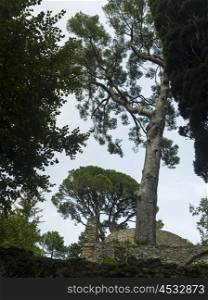 Low angle view of trees at Villa Rufolo, Ravello, Amalfi Coast, Salerno, Campania, Italy