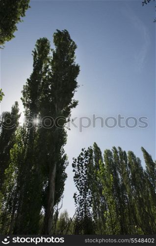 Low angle view of trees, Dunhuang, Jiuquan, Gansu Province, China