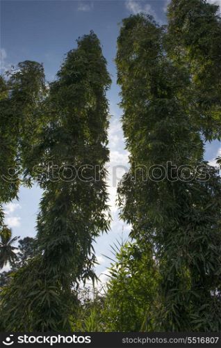 Low angle view of trees, Finca El Cisne, Honduras