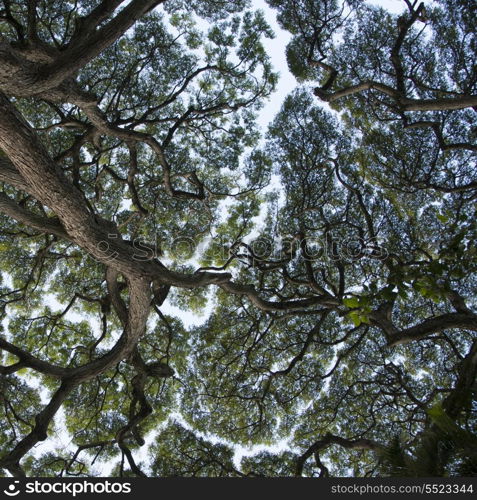 Low angle view of trees, Haleiwa, North Shore, Oahu, Hawaii, USA