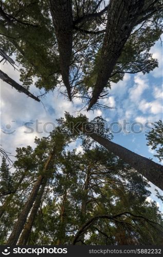 Low angle view of trees in a forest, Lake Of The Woods, Ontario, Canada