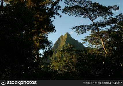 Low angle view of trees in a forest, Moorea, Tahiti, French Polynesia, South Pacific