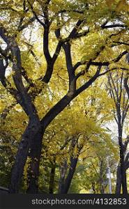 Low angle view of trees in a park, Central Park, Manhattan, New York City, New York State, USA