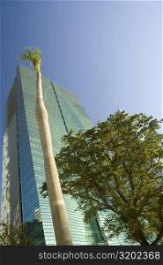 Low angle view of trees in front of a building, Miami, Florida, USA
