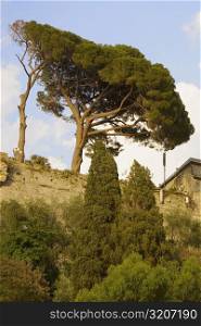 Low angle view of trees in front of a castle, Italian Riviera, Genoa, Liguria, Italy