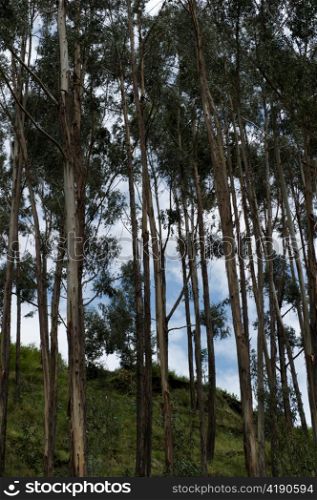 Low angle view of trees in Sacred Valley, Cusco Region, Peru