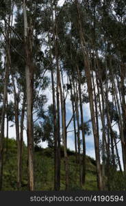 Low angle view of trees in Sacred Valley, Cusco Region, Peru