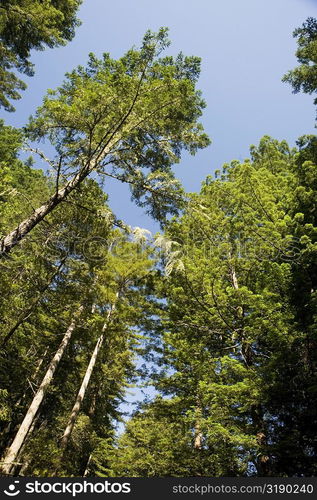 Low angle view of trees in the wilderness