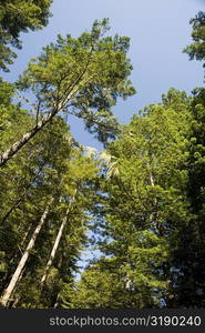 Low angle view of trees in the wilderness