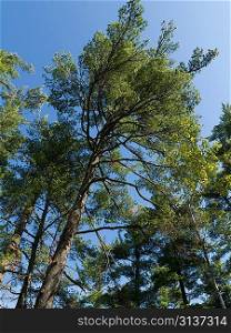 Low angle view of trees, Lake of the Woods, Ontario, Canada