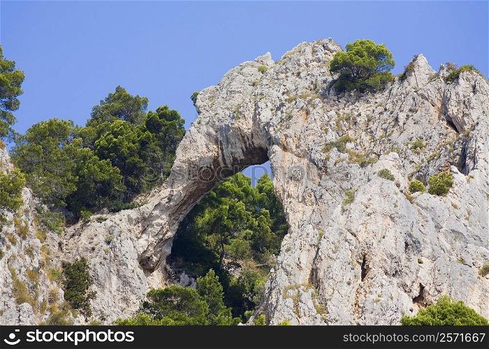Low angle view of trees near rock formations, Capri, Campania, Italy