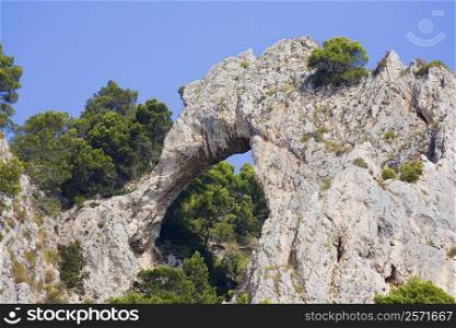Low angle view of trees near rock formations, Capri, Campania, Italy