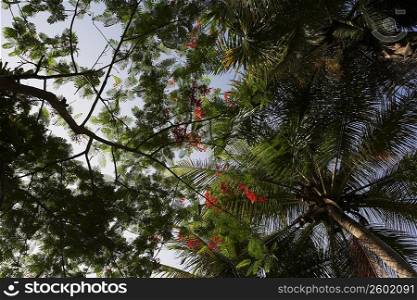 Low angle view of trees, Puerto Rico