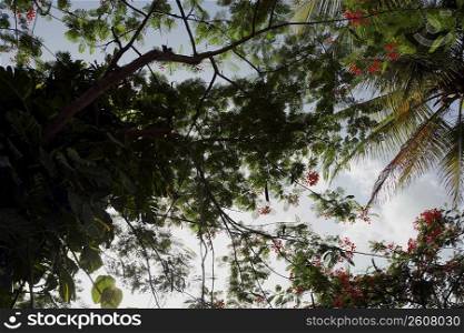 Low angle view of trees, Puerto Rico