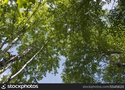 Low angle view of trees, Riding Mountain National Park, Manitoba, Canada