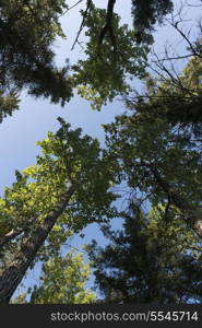 Low angle view of trees, Riding Mountain National Park, Manitoba, Canada