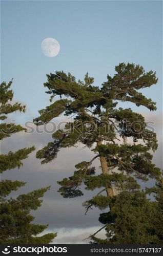 Low angle view of trees with moon, Lake of The Woods, Ontario, Canada
