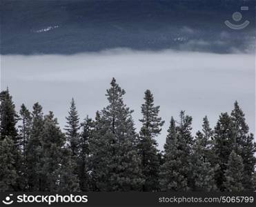 Low angle view of treetops, Highway 16, Yellowhead Highway, Jasper, Jasper National Park, Alberta, Canada