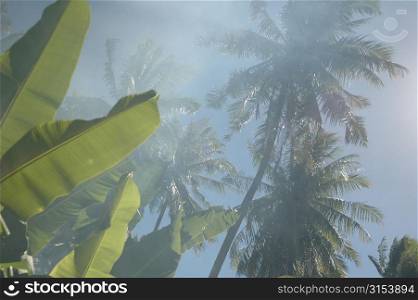 Low angle view of tropical trees, Moorea, Tahiti, French Polynesia, South Pacific