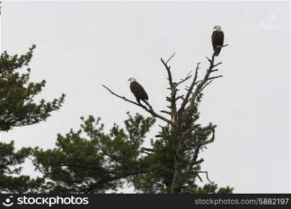 Low angle view of two eagles perching on tree branch, Lake Of The Woods, Ontario, Canada