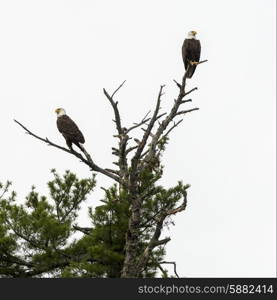 Low angle view of two eagles perching on tree branch, Lake Of The Woods, Ontario, Canada