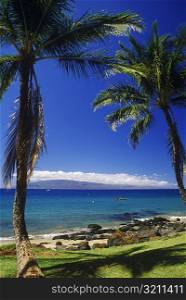 Low angle view of two palm trees on the beach, Hawaii, USA