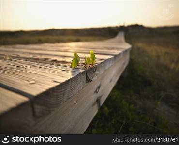 Low angle view of wooden boardwalk with plant growing on it at Bald Head Island, North Carolina.