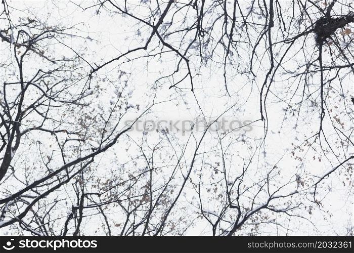 low angle view silhouette bare tree branch winter day