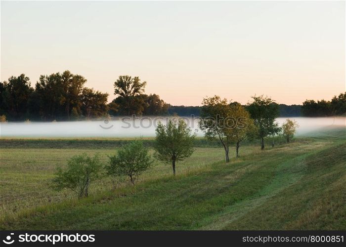 Low hanging layer of fog behind trees on a field