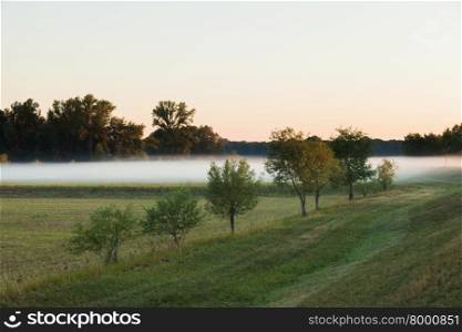 Low hanging layer of fog behind trees on a field