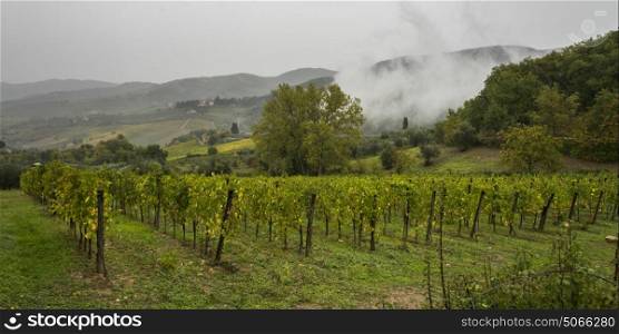 Low level cloud over vineyard in valley, Greve in Chianti, Tuscany, Italy