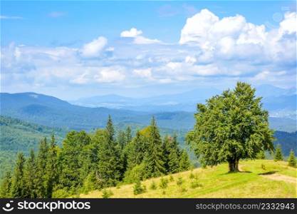 Low mountains covered with forests. Lonely tree in the meadow. Sunny summer weather. Clouds. Clouds on Wooded Mountains and Lonely Tree