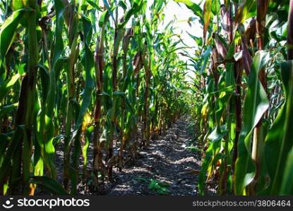 Low perspective image of rows in a corn field