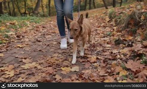 Low section of hipster woman and her adorable small dog going for a walk in autumn park. Cute pooch puppy with her owner walking on sidewalk covered with yellow and orange fallen leaves in public park. Steadicam stabilized shot. Slow motion.