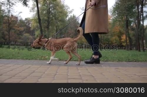 Low section of young woman walking cute dog in autumn park. Side view. Closeup. Lovely obidient puppy with her owner taking a stroll on cobblestone sidewalk in public park in indian summer. Steadicam stabilized shot. Slow motion.