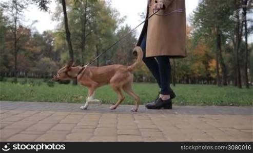 Low section of young woman walking cute dog in autumn park. Side view. Closeup. Lovely obidient puppy with her owner taking a stroll on cobblestone sidewalk in public park in indian summer. Steadicam stabilized shot. Slow motion.