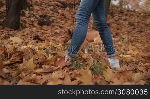 Low section of young woman walking her cute dog in colorful autumn forest. Closeup. Hipster girl and adorabe pooch puppy enjoying a walk and good weather in autumn park in indian summer. Steadicam stabilized shot. Slow motion.