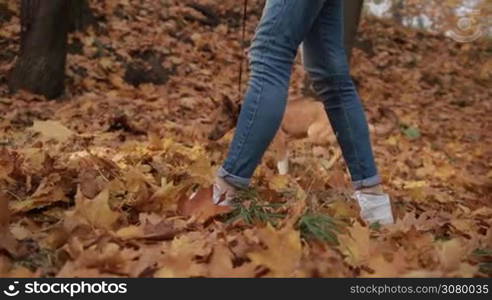 Low section of young woman walking her cute dog in colorful autumn forest. Closeup. Hipster girl and adorabe pooch puppy enjoying a walk and good weather in autumn park in indian summer. Steadicam stabilized shot. Slow motion.
